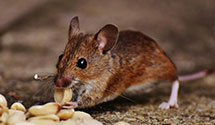 24 Hour & Emergency Exterminators in Chatsworth, NJ